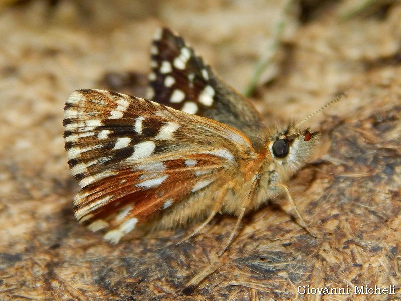 Hesperiidae: Pyrgus sp.?  S, P. malvoides